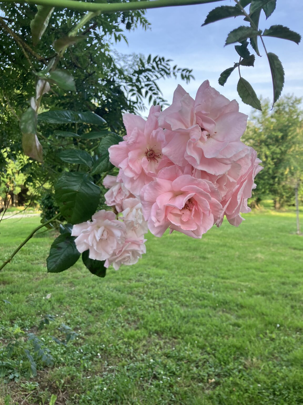 Beatiful rose in front of the studio